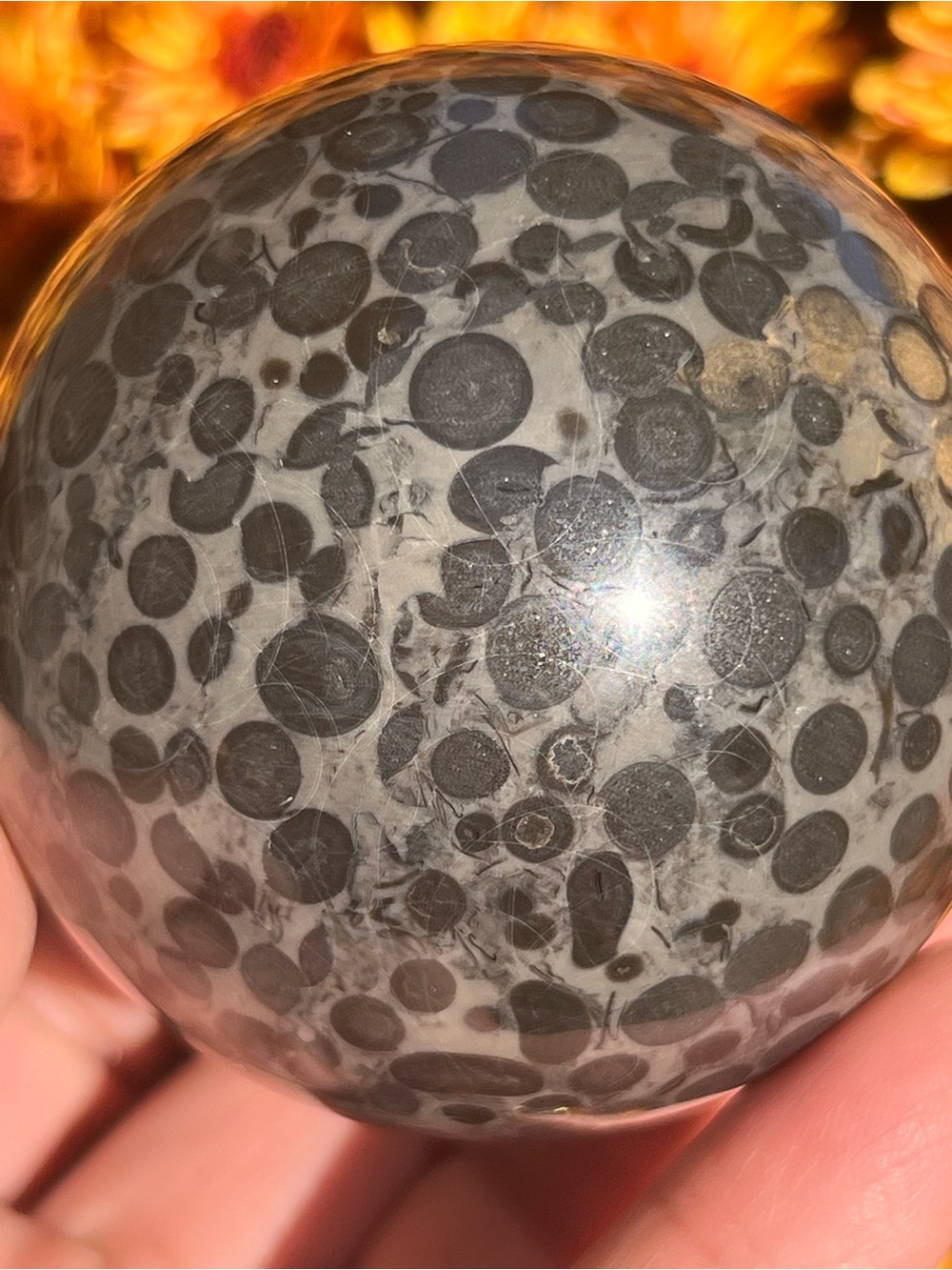 Leopard (1) skin Jasper sphere | crystal